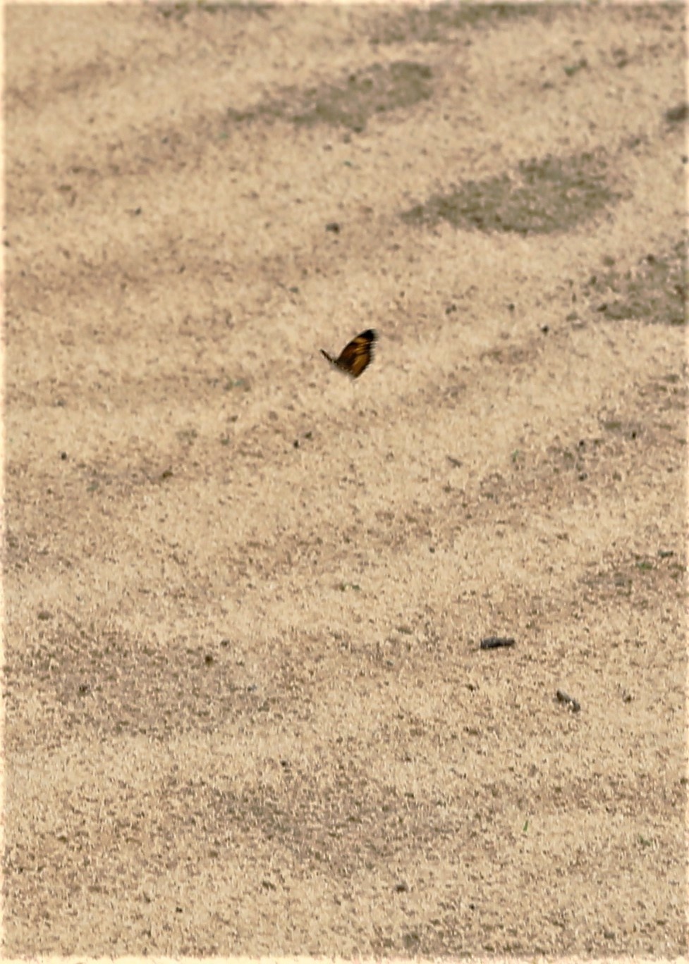 Fort McCoy supports special butterfly field day for natural resources group