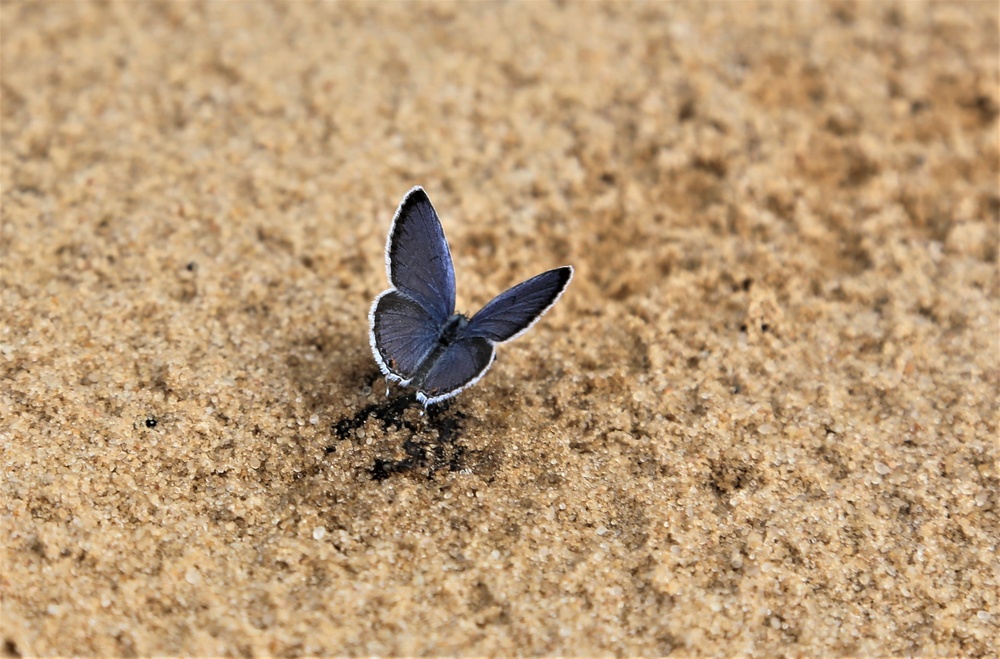 Fort McCoy supports special butterfly field day for natural resources group