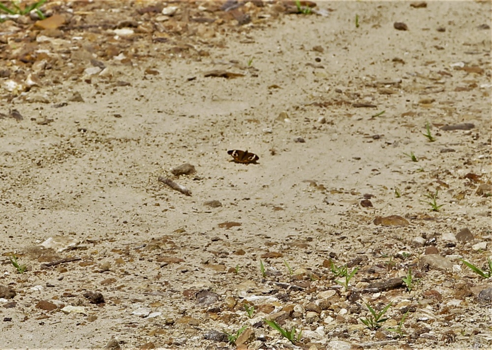 Fort McCoy supports special butterfly field day for natural resources group