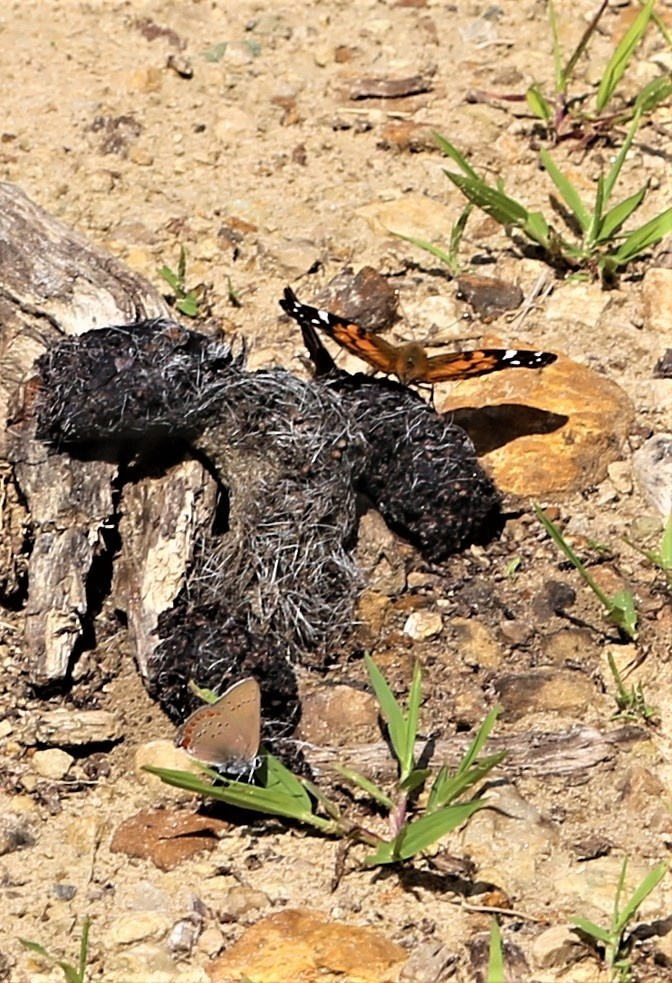 Fort McCoy supports special butterfly field day for natural resources group