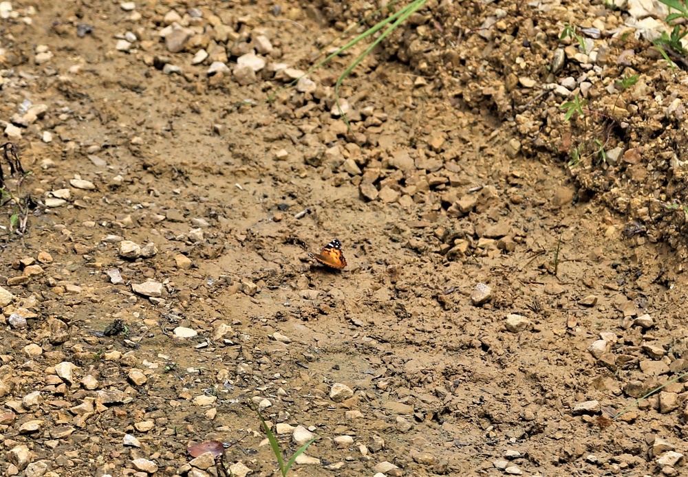 Fort McCoy supports special butterfly field day for natural resources group