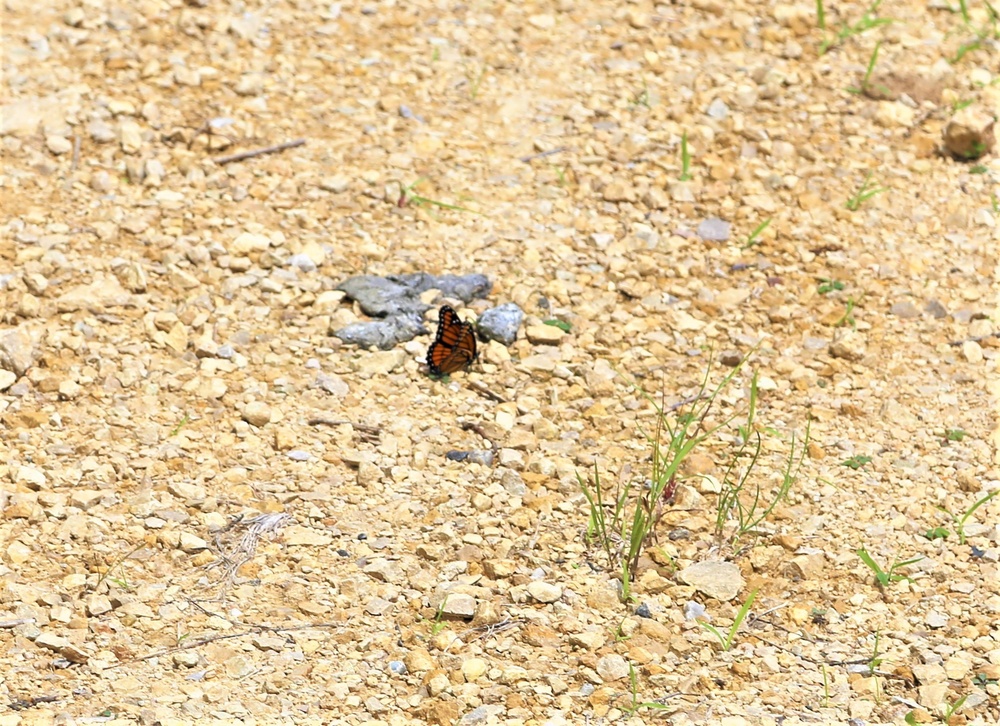 Fort McCoy supports special butterfly field day for natural resources group