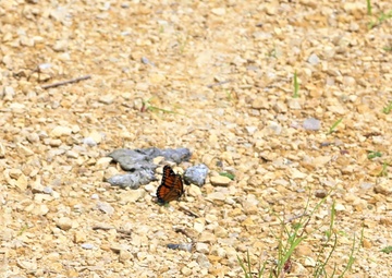 Fort McCoy supports special butterfly field day for natural resources group