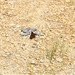 Fort McCoy supports special butterfly field day for natural resources group