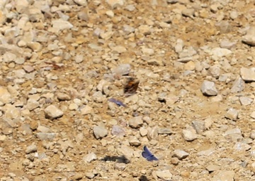 Fort McCoy supports special butterfly field day for natural resources group