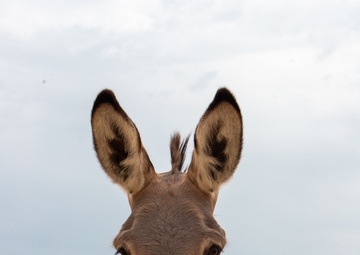 Big Deuce — The donkey with a beef