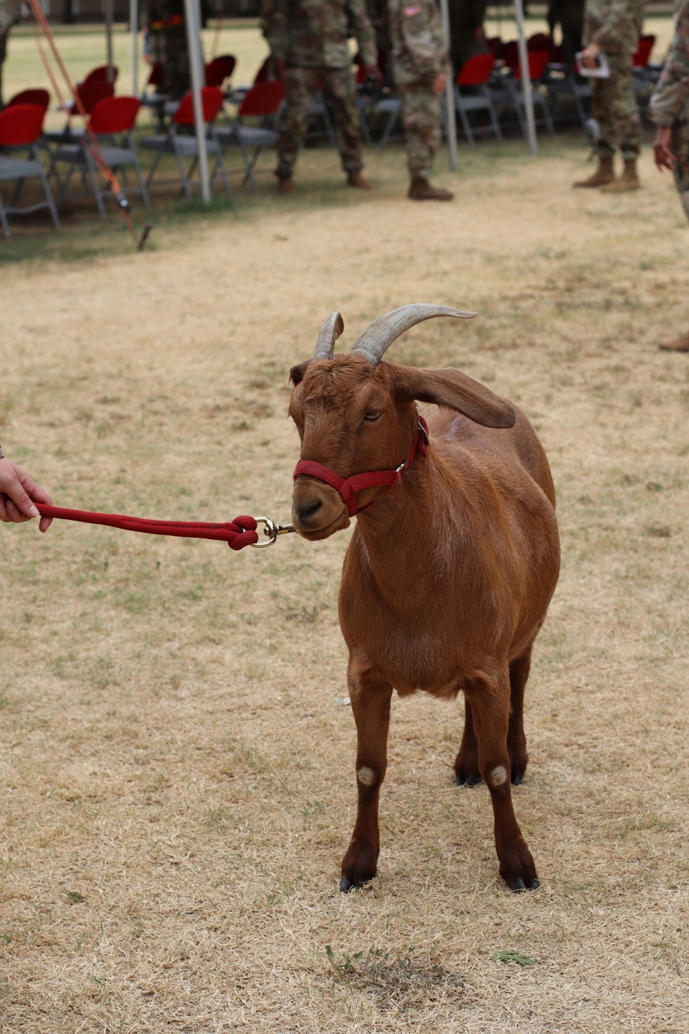 Big Deuce — The donkey with a beef