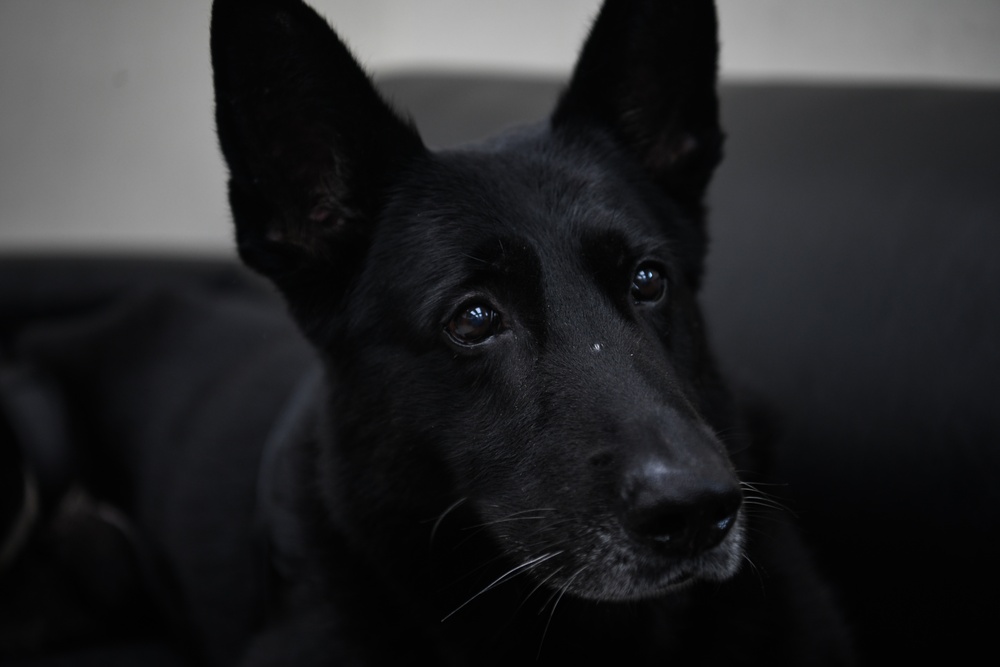 Wolf Pack renders final salute to MWD Alan for nine-year AF service