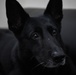 Wolf Pack renders final salute to MWD Alan for nine-year AF service