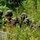 2nd Battalion, 24th Marines conduct field training at Fort McCoy