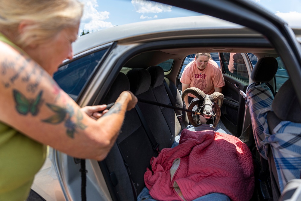 A life with the critters: Former ‘tiger queen’ fulfills her love for animals with career as park ranger