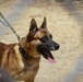 West Point Cadets visit Fort Hood working dog handlers