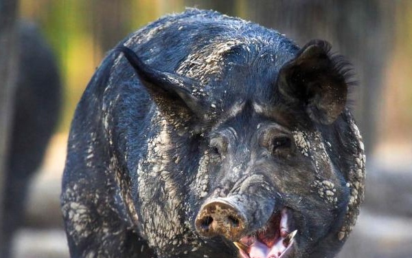 Feral hogs in Missouri