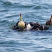 Dive Team Four Conducts Mine Clearance Exercise During RIMPAC 2022 SOCAL