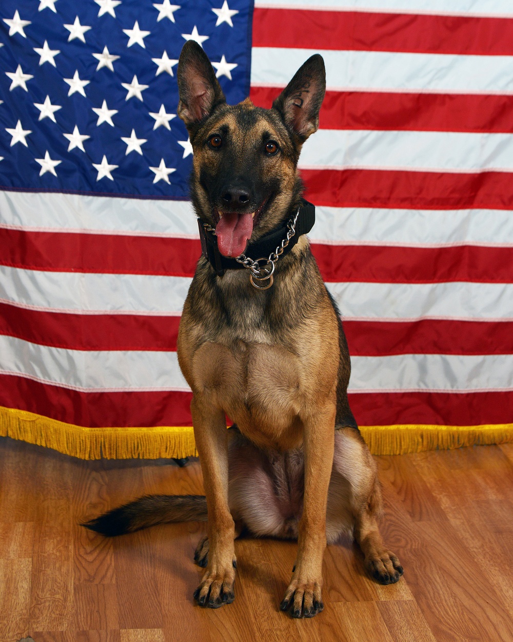 Military Working Dog