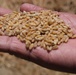 USAID Programs Support Egypt`s Food Security