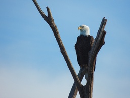 USACE’s Albuquerque District holds eagle watch, 67 eagles counted