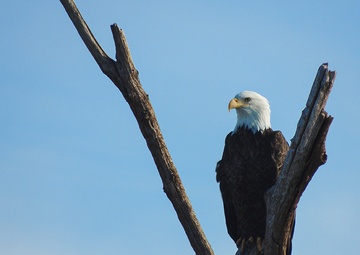USACE’s Albuquerque District holds eagle watch, 67 eagles counted