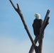 USACE’s Albuquerque District holds eagle watch, 67 eagles counted