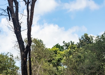 HMA Thailand 22 | Royal Thai and U.S. Marine EOD technicians practice EOD techniques
