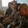 3rd Armored Brigade Combat Team, 1st Cavalry Division Soldiers Participate in a CPR Class.