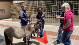 NMRTC San Diego Hosts Miniature Horses