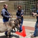 NMRTC San Diego Hosts Miniature Horses