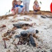 Loggerhead hatchlings in Key West