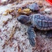 Loggerhead hatchlings in Key West