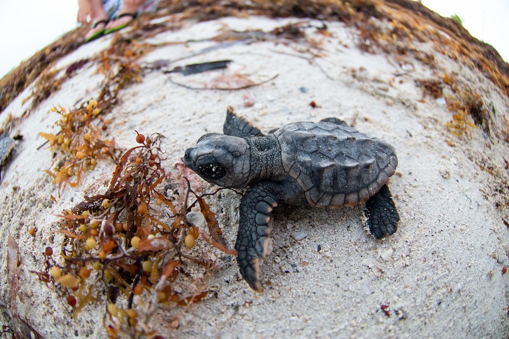 Loggerhead hatchlings in Key West