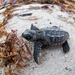 Loggerhead hatchlings in Key West