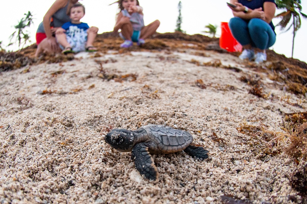 Loggerhead hatchlings in Key West