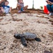 Loggerhead hatchlings in Key West