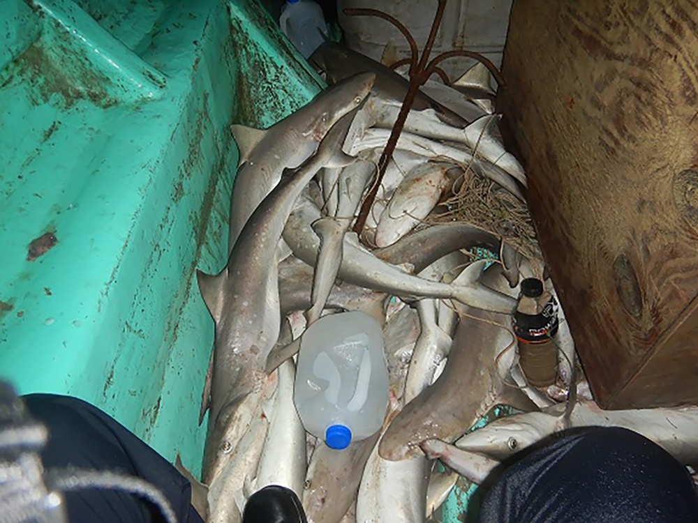 Coast Guard interdicts lancha crew, seizes 40 sharks illegally caught off Texas coast