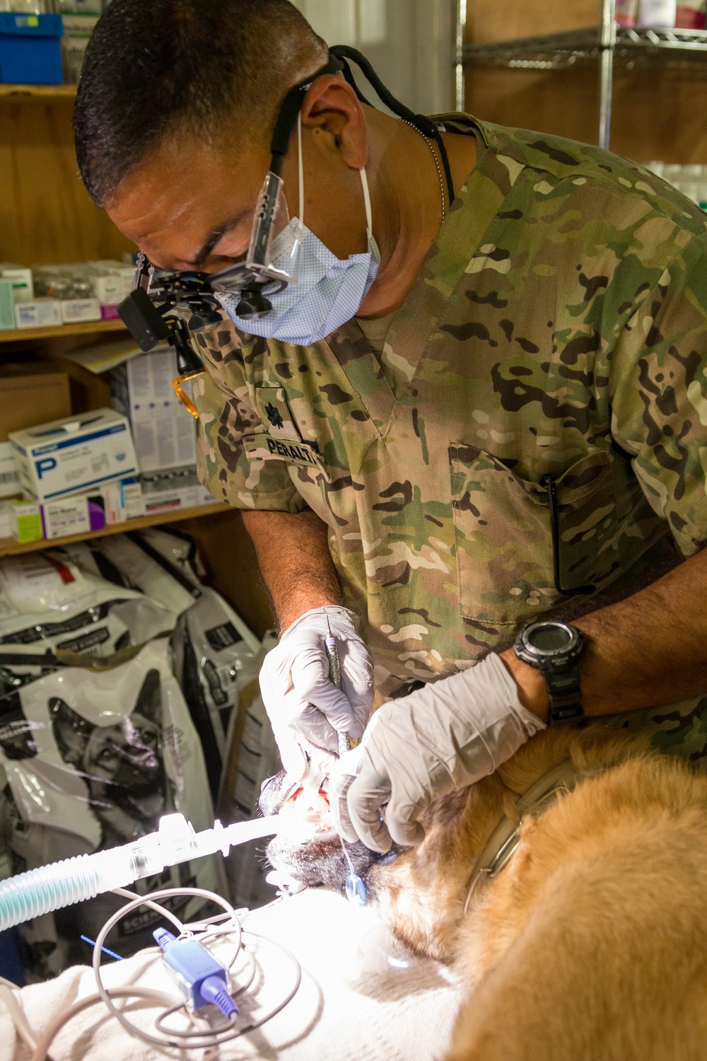 Military Working Dog sees the Dentist