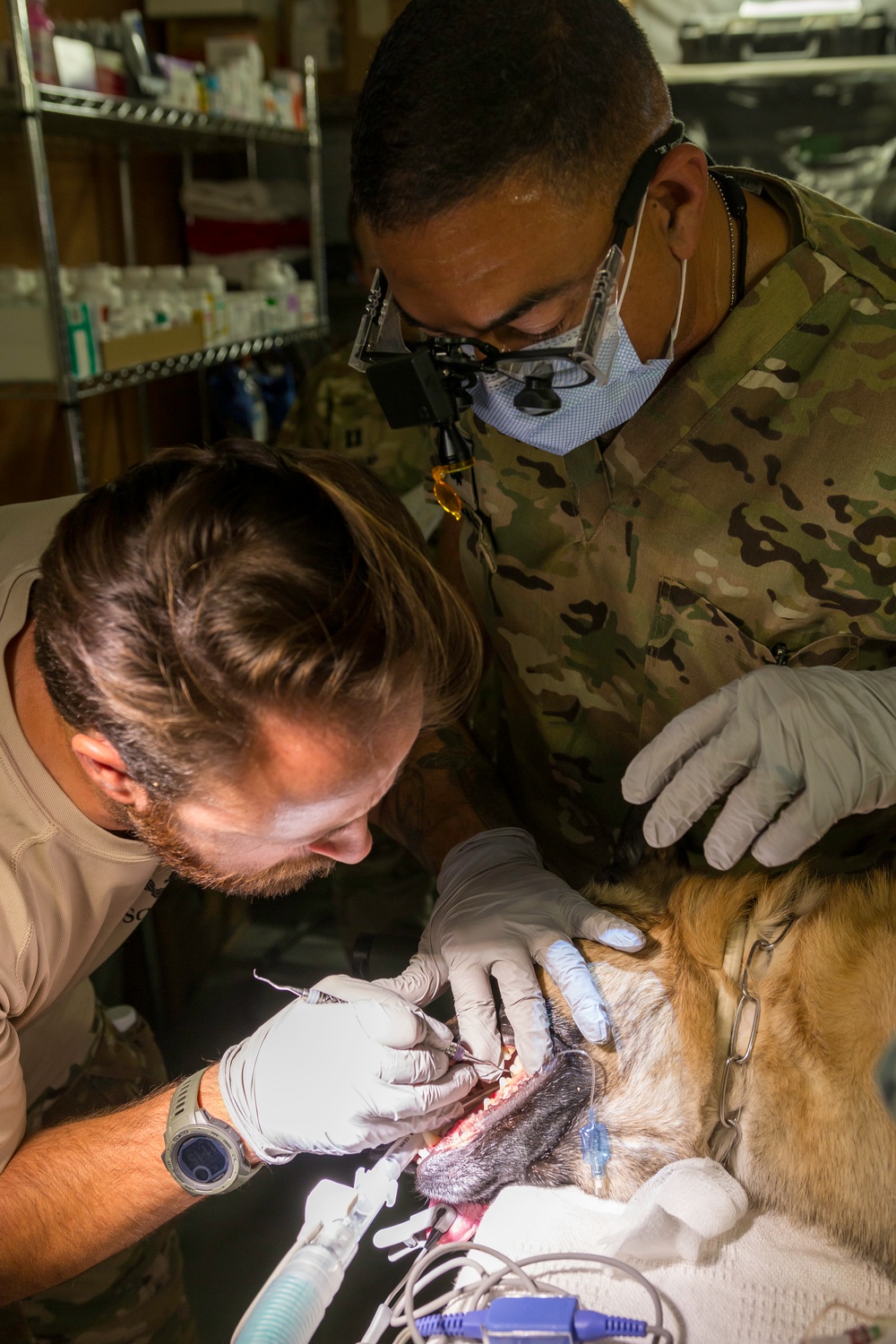 Military Working Dog sees the Dentist