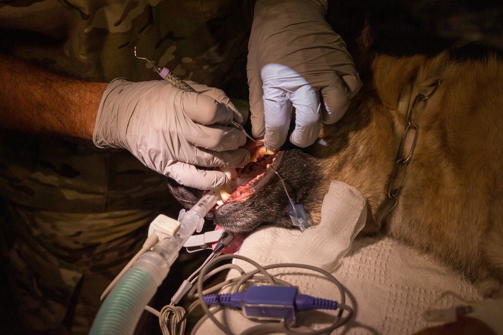 Military Working Dog sees the Dentist