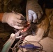 Military Working Dog sees the Dentist