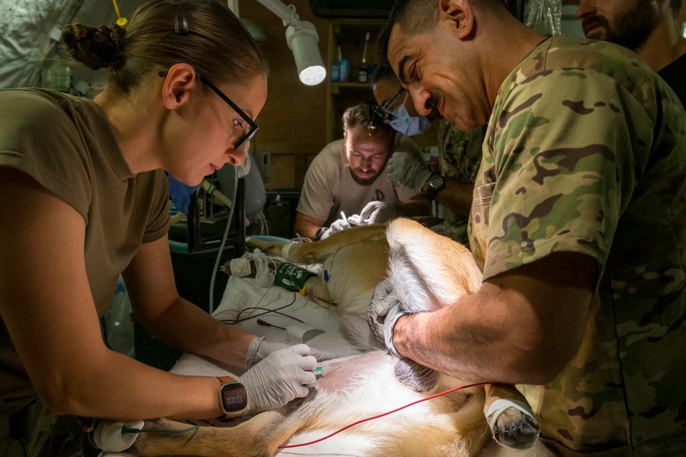 Military Working Dog sees the Dentist