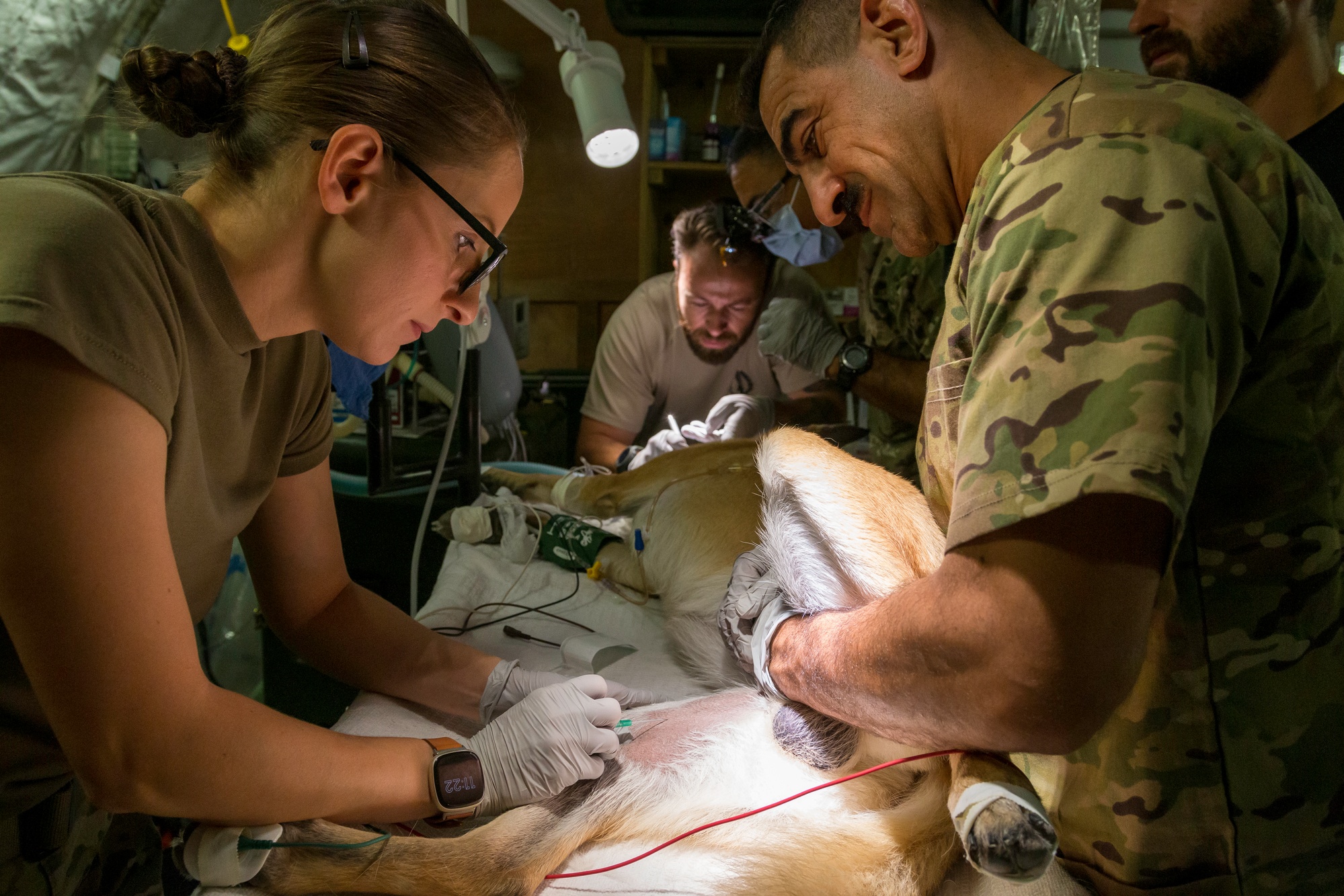 DVIDS - Images - Military Working Dog sees the Dentist [Image 4 of 4]