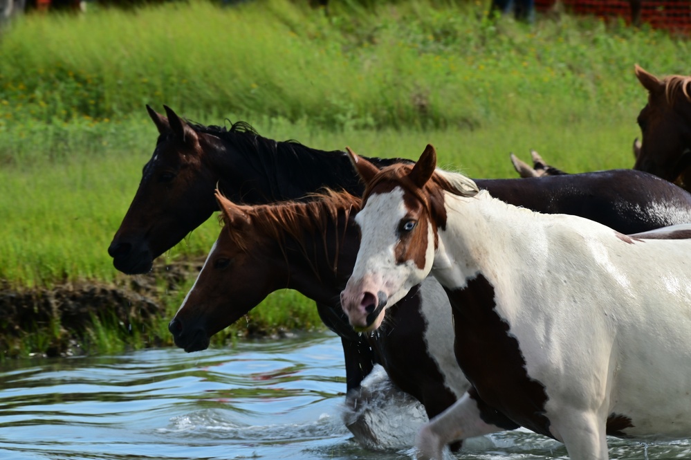 2022 Chincoteague Pony Swim