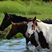 2022 Chincoteague Pony Swim