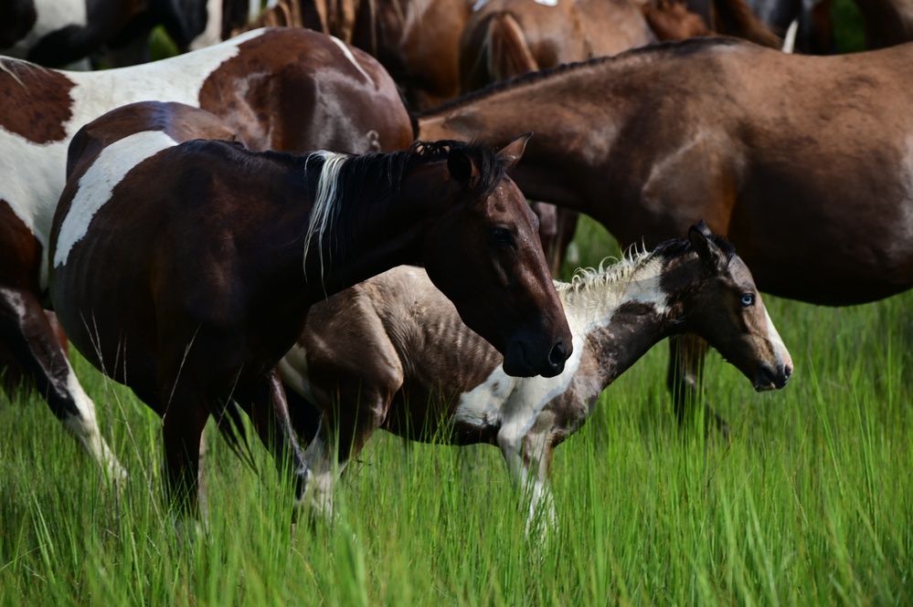 2022 Chincoteague Pony Swim