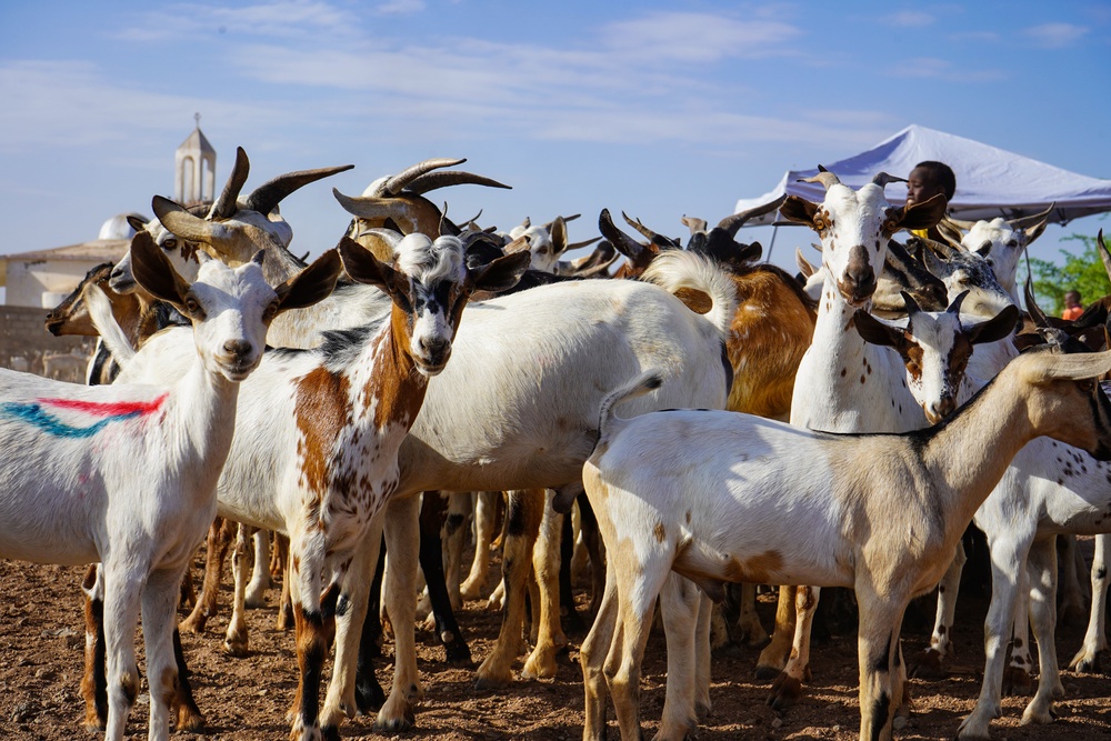 Civil Affairs improves herd health in East Africa