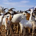 Civil Affairs improves herd health in East Africa