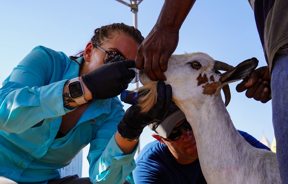 Civil Affairs improves herd health in East Africa