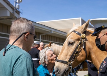 USMC Mounted Color Guard Bring Mustangs to Redding Veterans Home