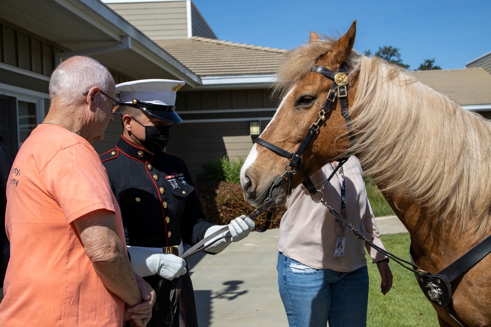 USMC Mounted Color Guard Bring Mustangs to Redding Veterans Home