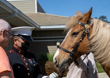 USMC Mounted Color Guard Bring Mustangs to Redding Veterans Home