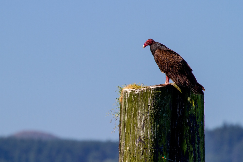 Vulture observing the U.S. Army Corps of Engineers Portland districts’ hopper dredge, Essayons, launch boat.